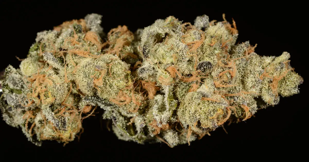 Girl scout cookies