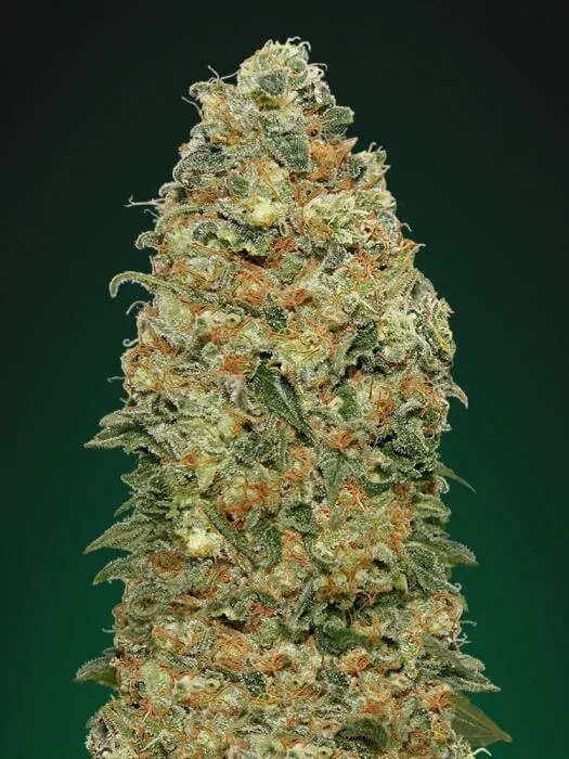 White Widow